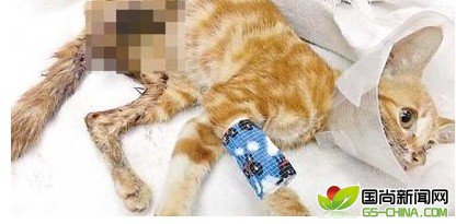 ���ȫ�Ǽ��� ��è����նȥ��֫